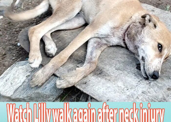 Watch Lilly walk again after neck injury left her unable to stand.