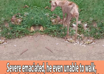 Severe emaciated, he even unable to walk, tried to find foods in garbage … but no one help!
