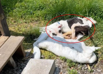 Heartless people neglected and starved a poor dog, and tied her to a bus stop station to end in pain