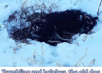 Trembling and helpless, the old dog did not think his owner would leave him there