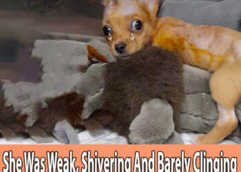 She Was Weak, Shivering And Barely Clinging to Life Until She Met This Kind Woman