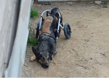 Abandoned With A Broken Scroller, He Tried To Move But Couldn’t And Just Cried For Help…