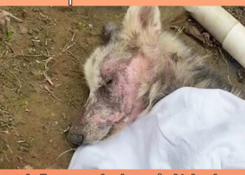 He’s desperate after all his owner did, 2 bullets were what he got for his loyalty