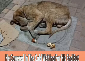 He Cowered In The Cold Waiting For His End But Then He Found A True Love Changed His Life Forever…
