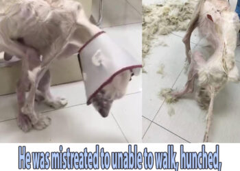 He was mistreated to unable to walk, hunched, covered in open sores, constantly crying!
