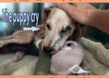 The puppy hugged the toy tightly and cried, the owner ignored him when he fainted