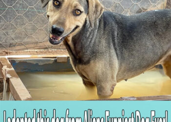 I adopted this dog from Aliens Funniest Dog Ever!