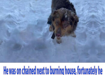 He was on chained next to burning house, fortunately he was saved timely! Amazing transformation!