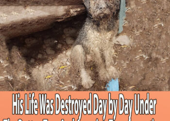His Life Was Destroyed Day by Day Under The Rotten Tree And Amazing Transformations