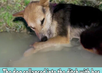 The dog collapsed into the ditch with her hind legs tied together with a necklace
