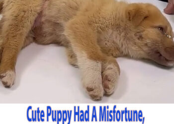 Cute Puppy Had A Misfortune, Unconscious After Crying For Many Hours