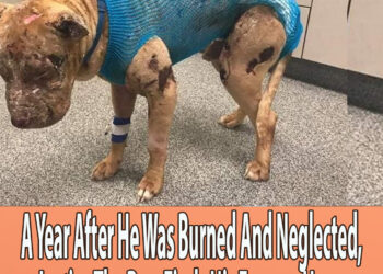 A Year After He Was Burned And Neglected, Justice The Dog Finds His Forever Home