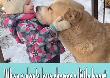 When a dog’s love shapes a little heart