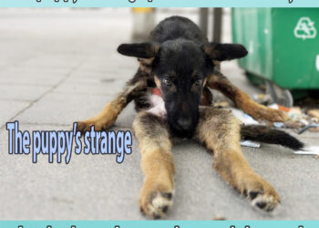 The puppy’s strange posture and scared eyes shocked us when we learned the truth