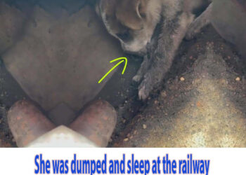 She was dumped and sleep at the railway so was ran over, crying in terrified and hopeless for help!