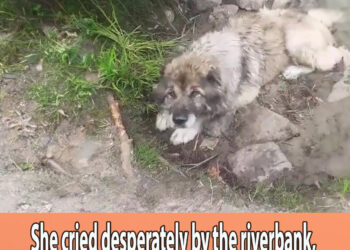 She cried desperately by the riverbank, begging her owner not to leave her there