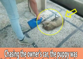 Chasing the owner’s car, the puppy was left there crying for 2 days with broken legs