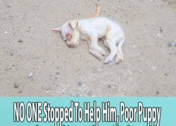 NO ONE Stopped To Help Him, Poor Puppy Was Barely Breathing And In Critical Condition…
