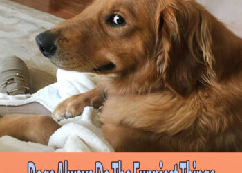 Dogs Always Do The Funniest Things 😅 – Best Funny Animal Videos 2024