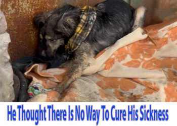 He Thought There Is No Way To Cure His Sickness Until True Love Gave Him A Second Chance…