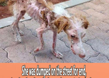 She was dumped on the street for end, emaciated and sunburn by hot 40 degree. Crying in desperate.