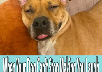 When Your Dog Can’t Stop Making You Laugh – Funny Dog Videos