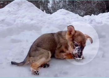 Crying and struggling in the snow, the puppy did not expect the tourist to do that