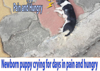 Newborn puppy crying for days in pain and hungry until a kind man come to save his life!