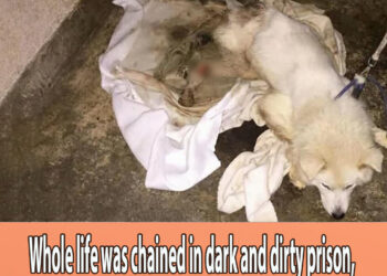 Whole life was chained in dark and dirty prison, unable to walk. Finally he know how is love!
