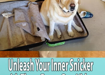 Unleash Your Inner Snicker with These Funny Dog Videos