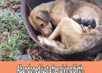 Abandoned just after giving birth, the mama dog despaired when her puppies gone