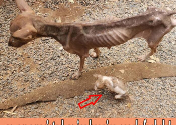 Mom and her puppy wandered beside the road, severe emaciated, crying begging people for help!