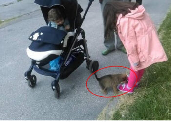 She was dumped on the road without mother, non stop crying for help as if “Mom I miss you”