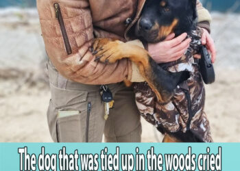 The dog that was tied up in the woods cried when reunited with her rescuer