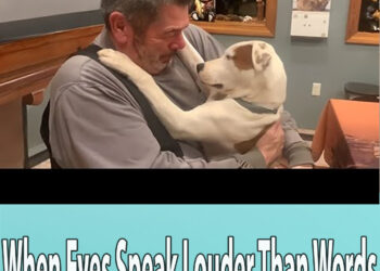 When Eyes Speak Louder Than Words