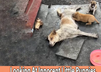 Mother Dog Was Unmoved For 14 Days, Looking At Innocent Little Puppies, She Doesn’t Want To Give Up