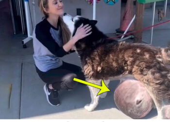 He Ran to Me With His Giant Tumor, Kissing, Hugging And Begging for Help