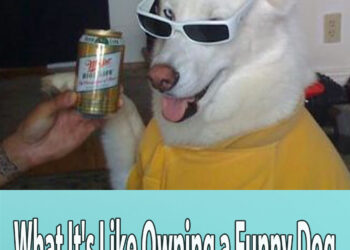 What It’s Like Owning a Funny Dog