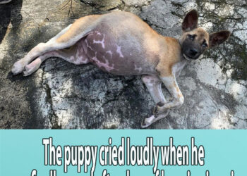 The puppy cried loudly when he was finally saved after days of begging in pain