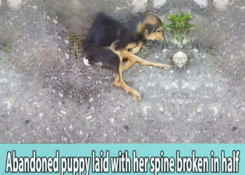 Abandoned puppy laid with her spine broken in half at midnight, alone and terrified waiting for help