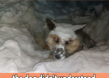 Freezing there for days, the dog didn’t understand why his owner did that to him