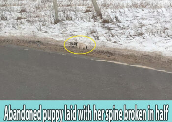 She laid on the side of the busy highway road for days thousand people passerby but no one help her!