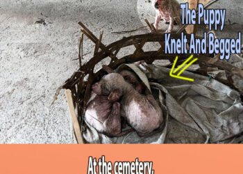 At the cemetery, the puppy knelt and begged to save his two dying sisters