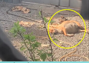 Pregnant Dog Was Kicked Out From Home, In Labor At The Gate But Owner Never Cares