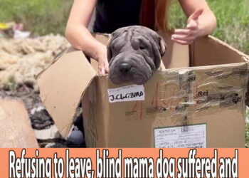Refusing to leave, blind mama dog suffered and believed her owner would return