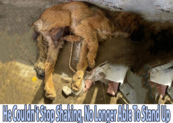 He Couldn’t Stop Shaking, No Longer Able To Stand Up After Being A Game To Human…