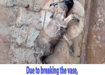 Due to breaking the vase, the owner left the wet and convulsing puppy there