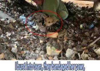 I burst into tears, they bandaged her paws, dumped into the ditch, she crawled collapsed exhaustedly