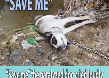 “Save me” the paralyzed dog cried loudly next to the ditch with the heavy chain