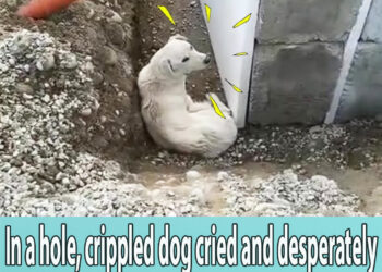 In a hole, crippled dog cried and desperately called for help but no one cared